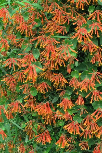 Magnifica Honeysuckle Vine