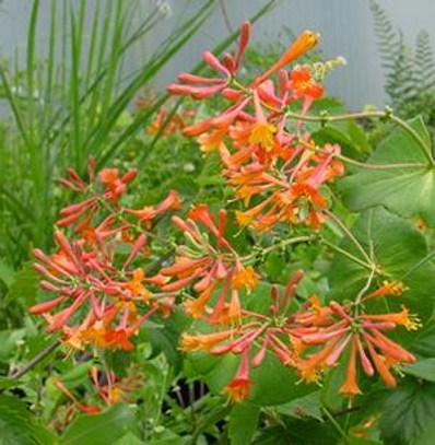 Magnifica Honeysuckle Vine