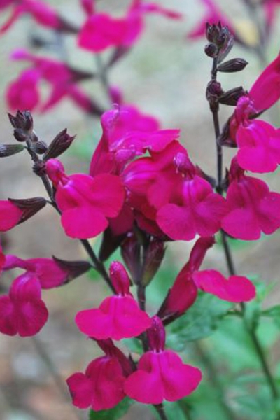 Heatwave Brilliance Salvia