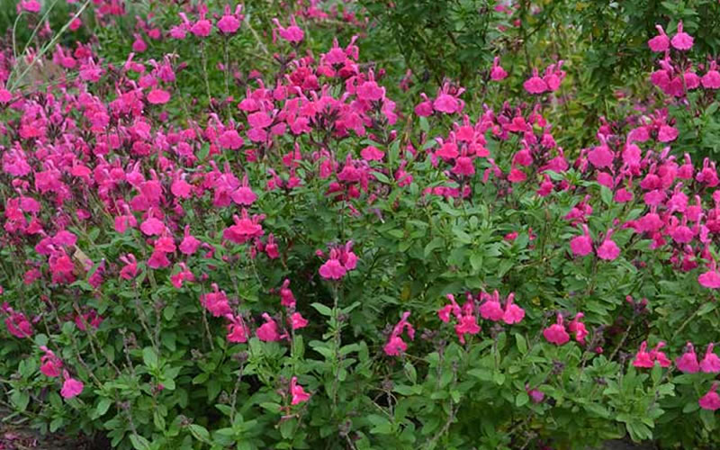 Heatwave Brilliance Salvia