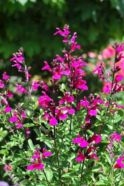 Heatwave Brilliance Salvia