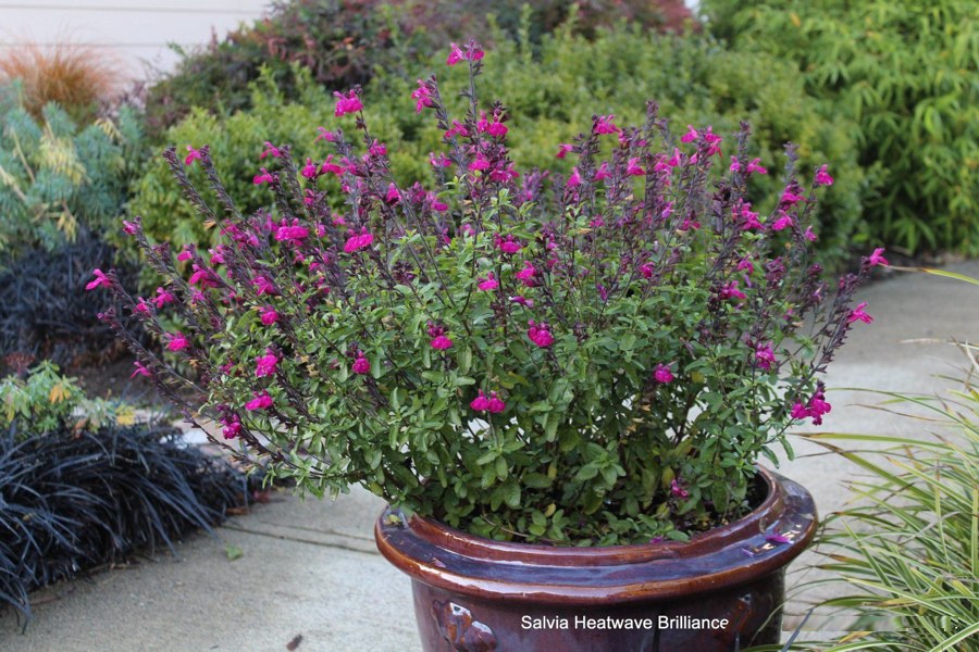 Heatwave Brilliance Salvia