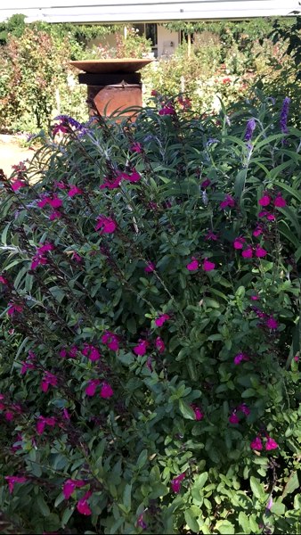 Heatwave Brilliance Salvia
