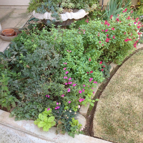 Heatwave Brilliance Salvia