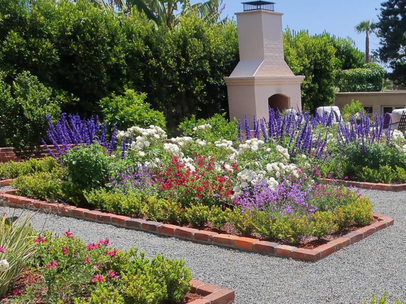 Heatwave Brilliance Salvia