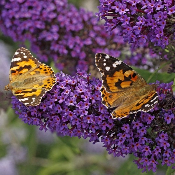 Buddleia Buzz Midnight Dwarf Butterfly Bush