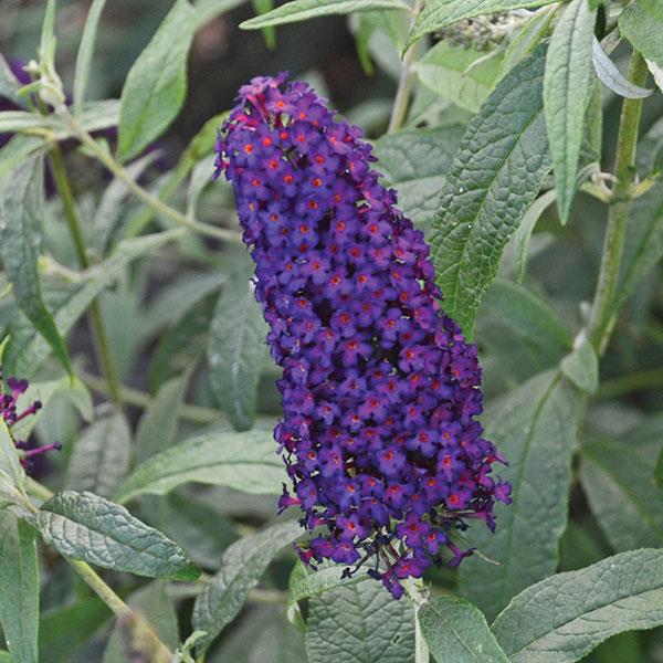 Buddleia Buzz Midnight Dwarf Butterfly Bush