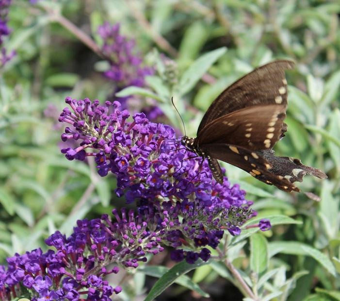 Buddleia Buzz Midnight Dwarf Butterfly Bush