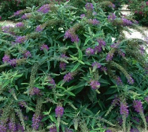 Buddleia Buzz Midnight Dwarf Butterfly Bush