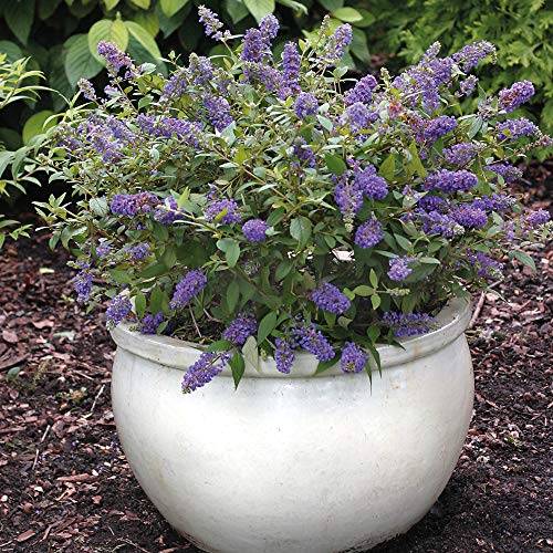 Buddleia Buzz Midnight Dwarf Butterfly Bush