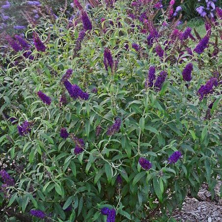 Buddleia Buzz Midnight Dwarf Butterfly Bush