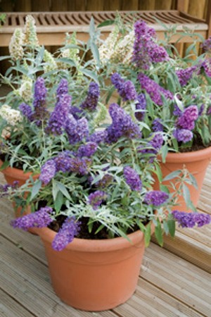 Buddleia Buzz Midnight Dwarf Butterfly Bush