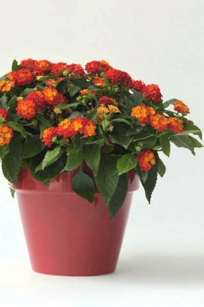 Little Lucky Red Lantana