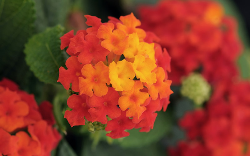 Little Lucky Red Lantana