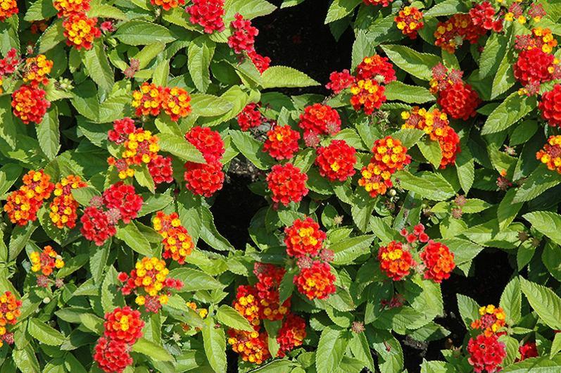 Little Lucky Red Lantana