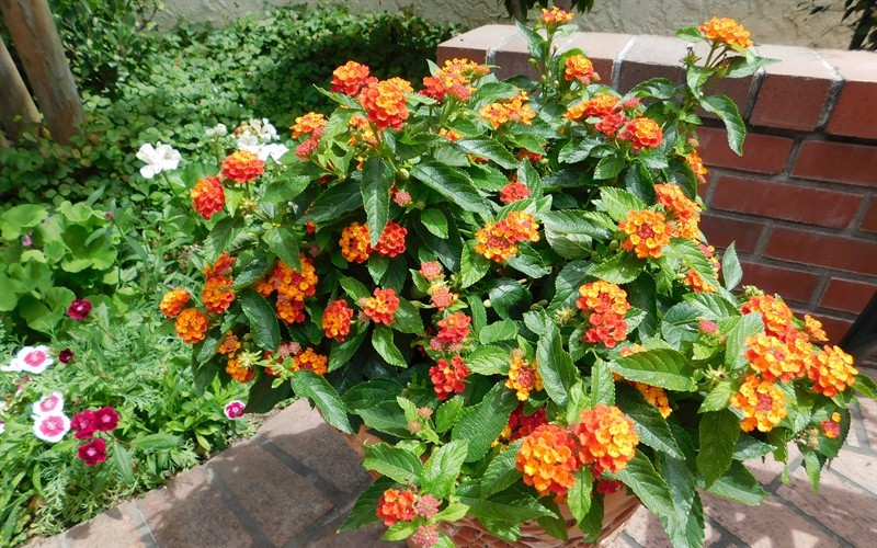Little Lucky Red Lantana