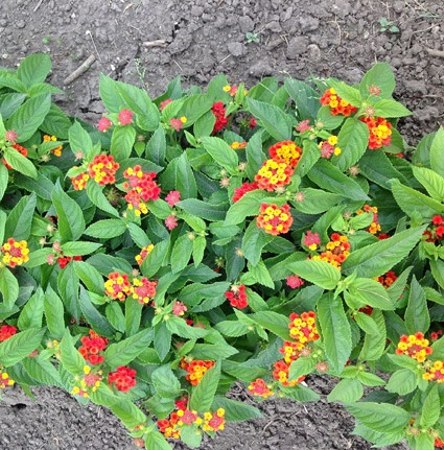 Little Lucky Red Lantana