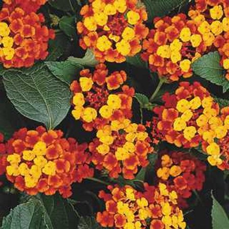 Little Lucky Red Lantana