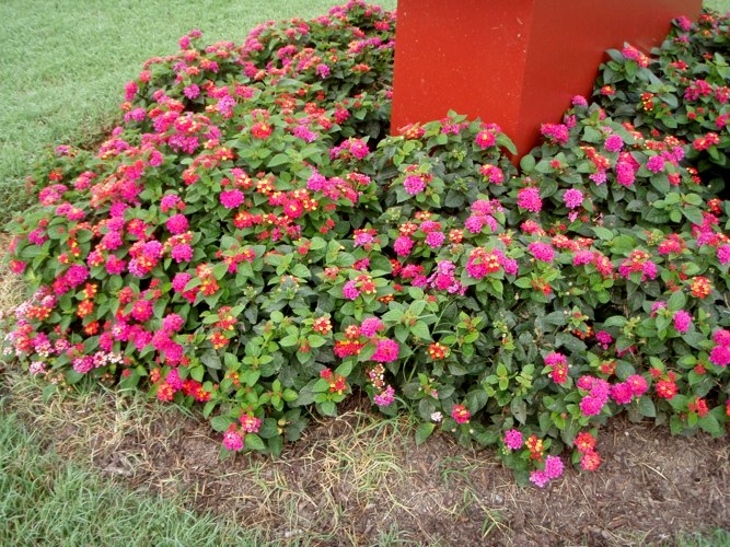 Little Lucky Red Lantana