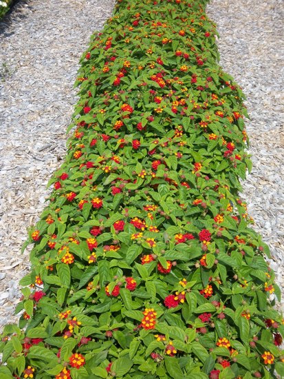 Little Lucky Red Lantana