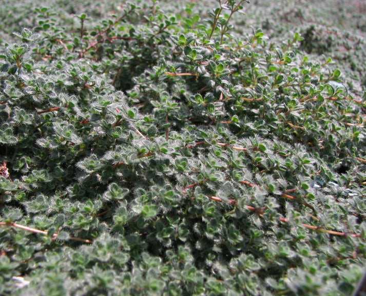 Woolly Creeping Thyme
