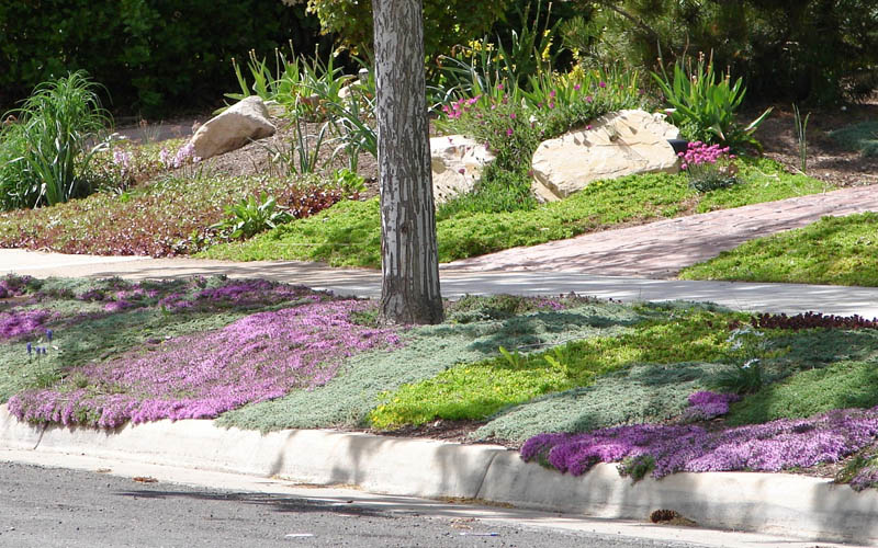 Woolly Creeping Thyme