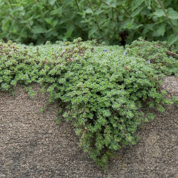 Woolly Creeping Thyme
