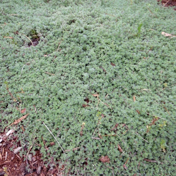Woolly Creeping Thyme
