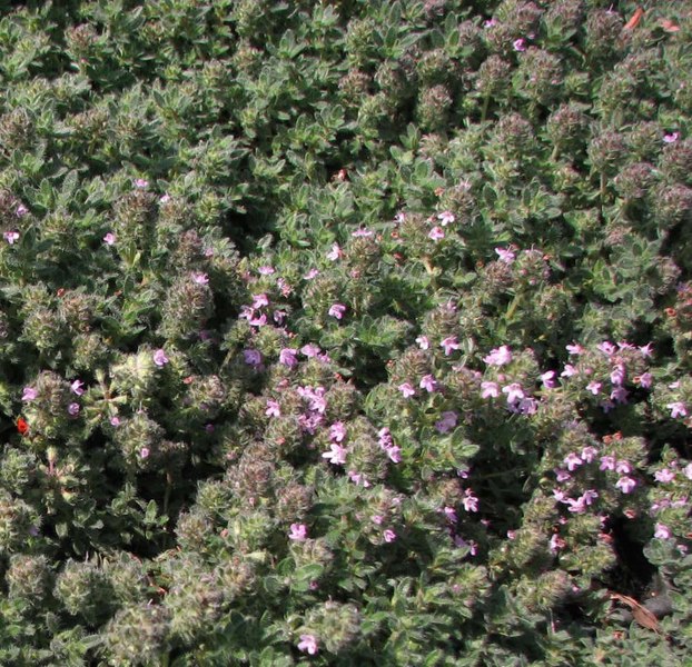 Woolly Creeping Thyme
