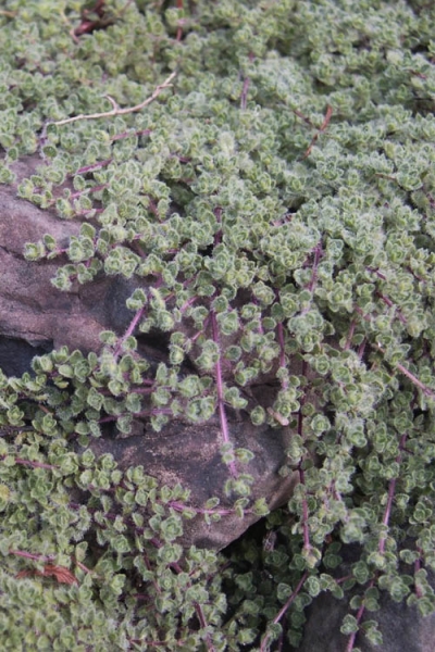 Woolly Creeping Thyme
