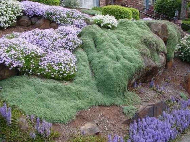 Woolly Creeping Thyme