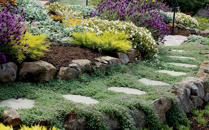 Woolly Creeping Thyme