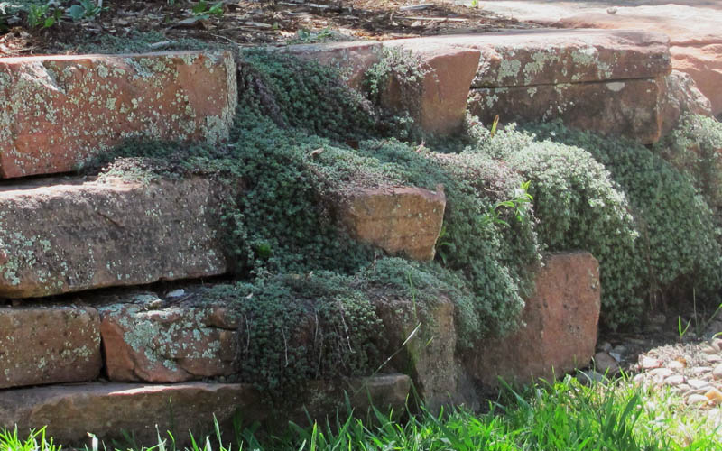 Woolly Creeping Thyme