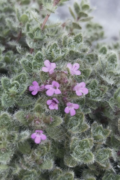 Woolly Creeping Thyme