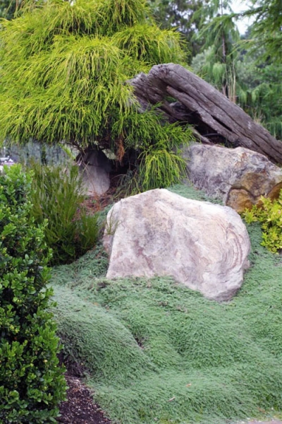 Woolly Creeping Thyme
