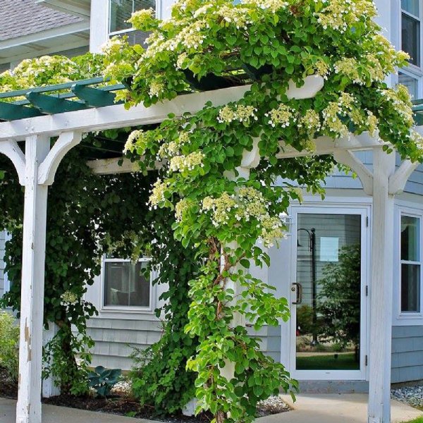 Climbing Hydrangea Petiolaris