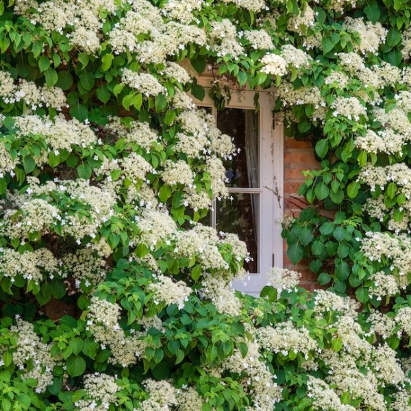 Climbing Hydrangea Petiolaris