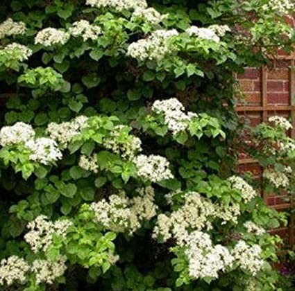 Climbing Hydrangea Petiolaris
