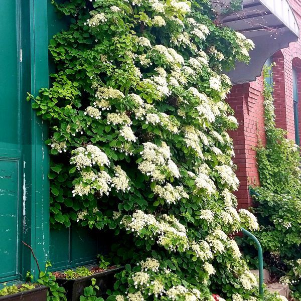 Climbing Hydrangea Petiolaris