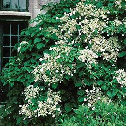 Climbing Hydrangea Petiolaris