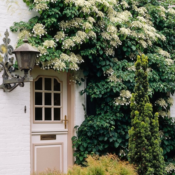 Climbing Hydrangea Petiolaris