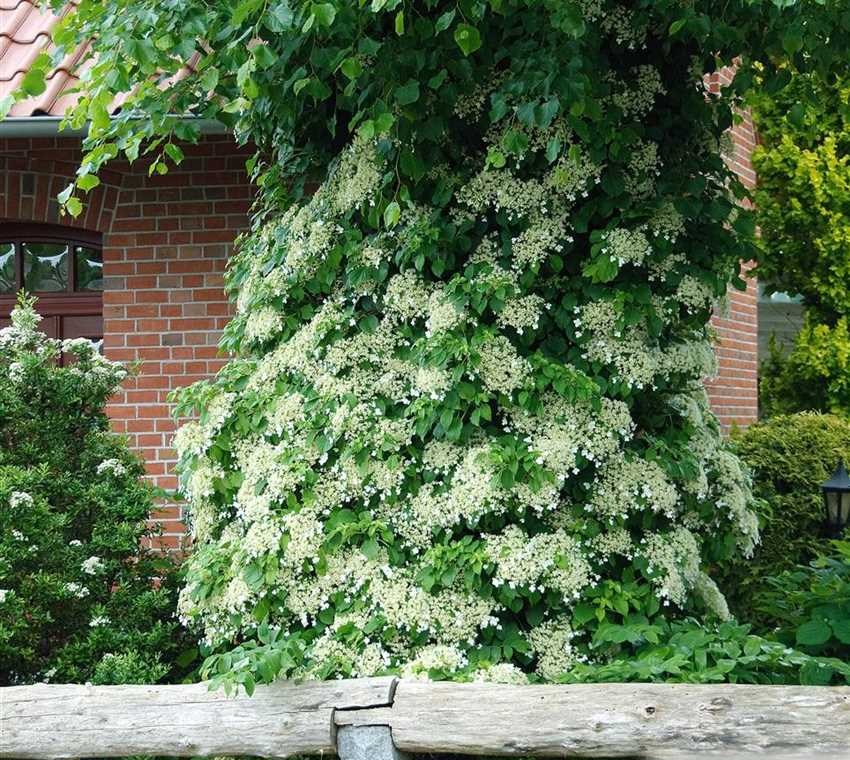 Climbing Hydrangea Petiolaris