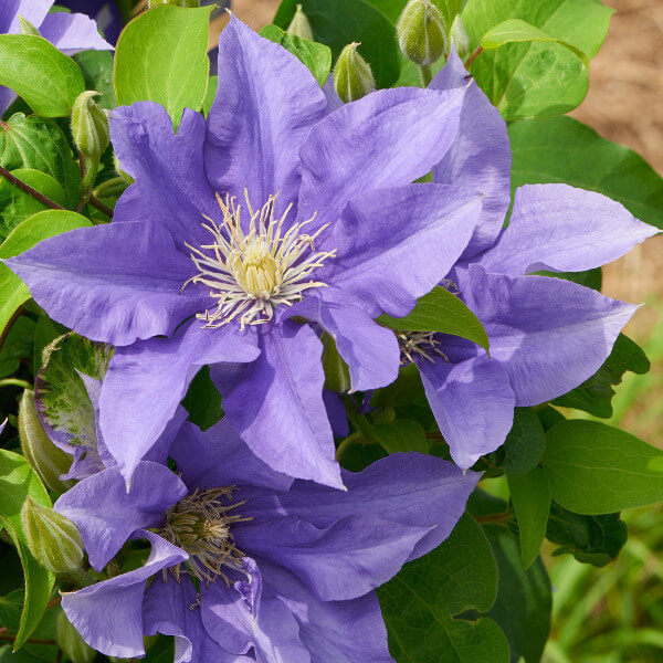 Olympia Clematis