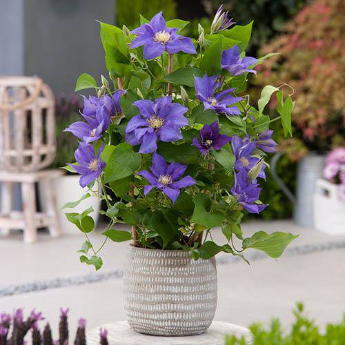 Olympia Clematis