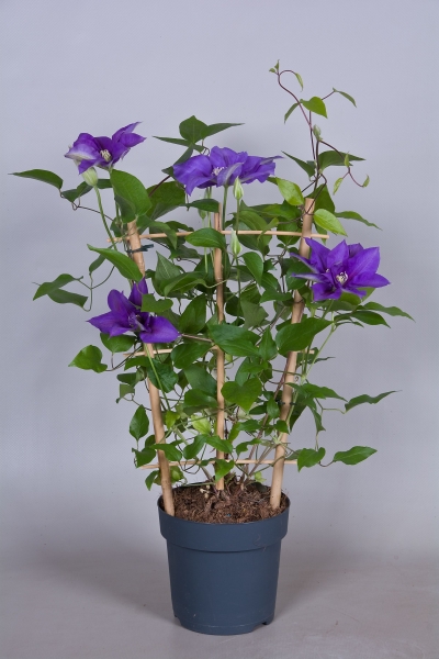 Olympia Clematis