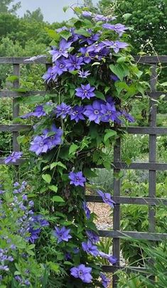 Olympia Clematis