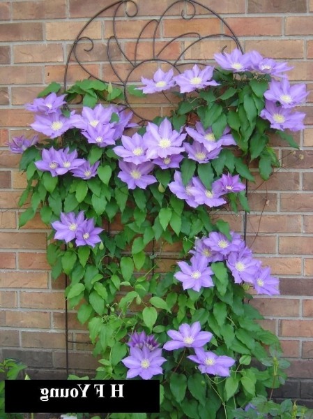 H. F. Young Clematis