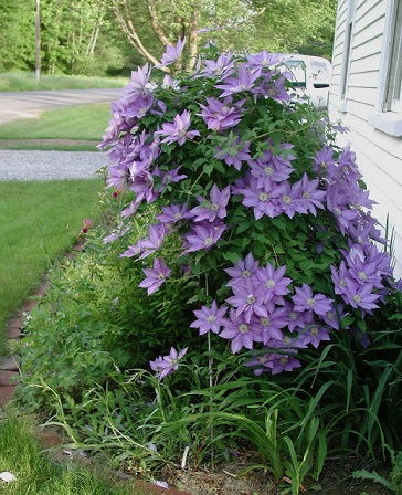 H. F. Young Clematis