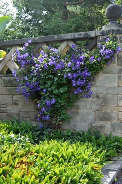 H. F. Young Clematis