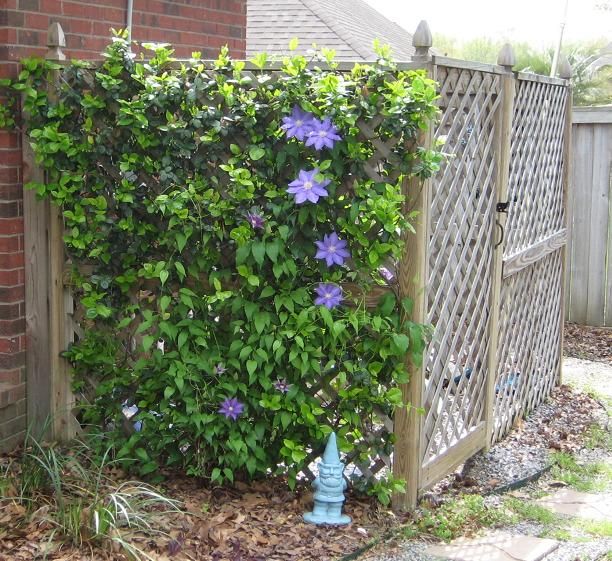 H. F. Young Clematis